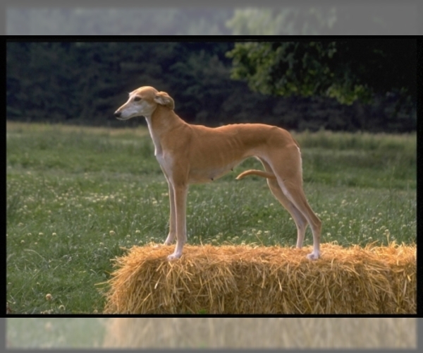 Image of Italian Greyhound Breed