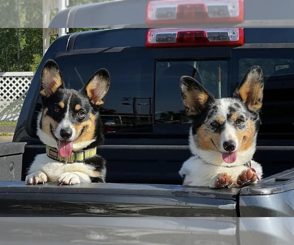 Medium Photo #3 American Corgi Dog Breed