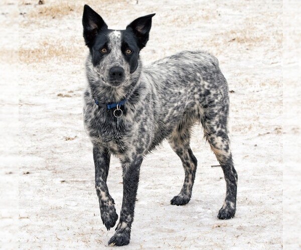 Texas Heeler