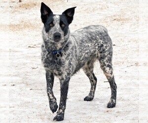 Samll image of Texas Heeler