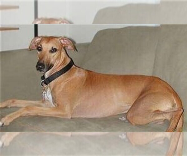 Medium Photo #1 Whip Ridgeback Dog Breed