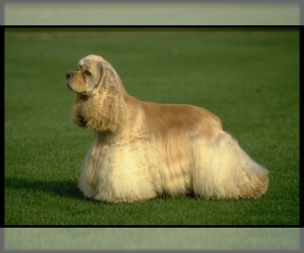 Cocker Spaniel Dog Breed Image