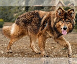 Image of American Indian Dog breed