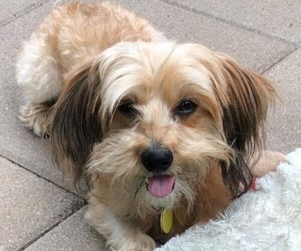 Medium Photo #1 Dachsi Apso Dog Breed