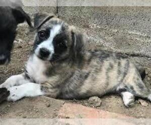 Samll image of Bichon Boxer