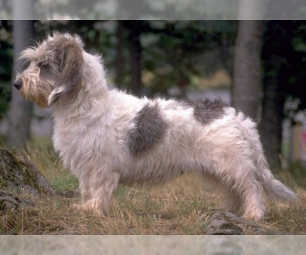 Medium Photo #1 Grand Basset Griffon Vendeen Dog Breed