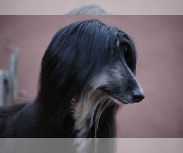 Medium Photo #10 Afghan Hound Dog Breed