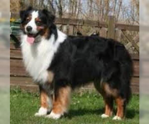 Medium Photo #7 Australian Shepherd Dog Breed