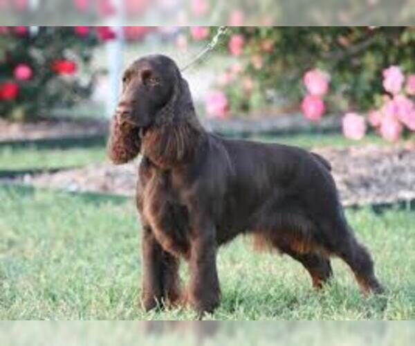 Medium Photo #8 Field Spaniel Dog Breed