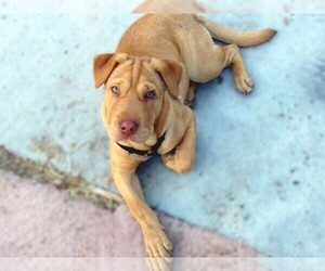 Samll image of Lab Pei