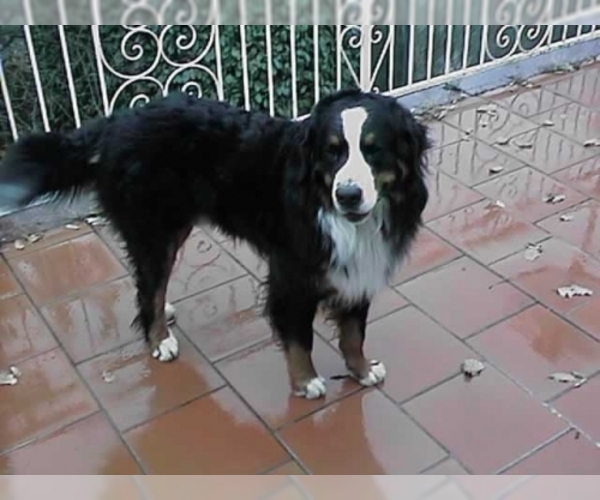 Bernese Mountain Dog