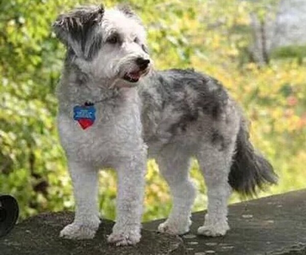 Medium Photo #1 Sheltidoodle Dog Breed