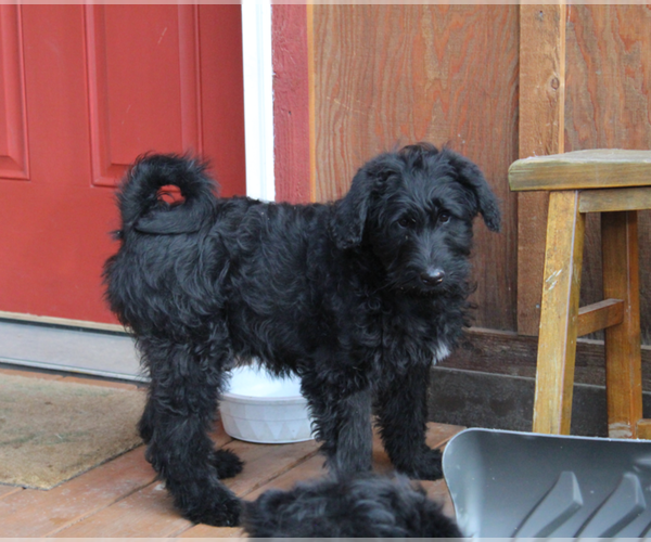 Medium Photo #1 Elkhoundpoo Dog Breed