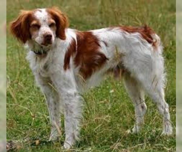Medium Photo #5 Brittany Dog Breed