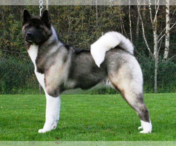 Akita Dog Breed Image