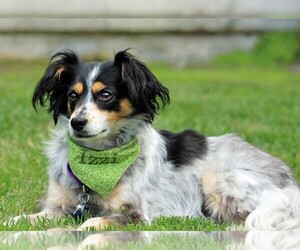 Austi-Pap puppies for sale and Austi-Pap dogs for adoption