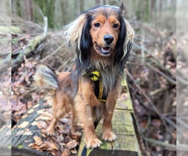 Medium Photo #1 Clumber Shepherd Dog Breed