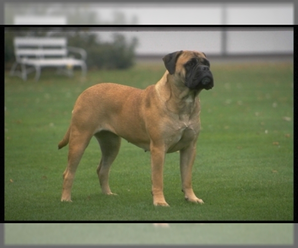 Image of Bullmastiff Breed