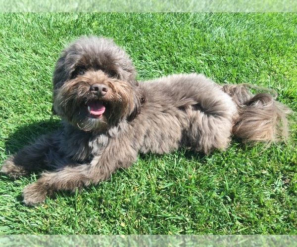 Medium Photo #1 Havanese Dog Breed