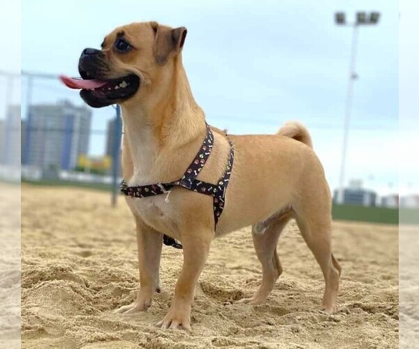 Medium Photo #1 Box-a-Pug Dog Breed