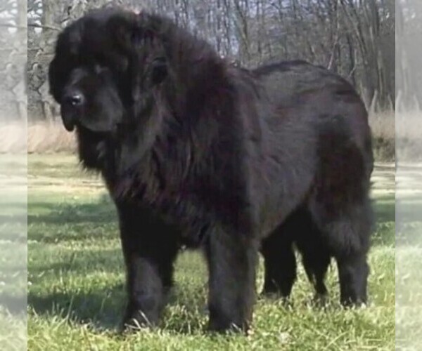 Medium Photo #1 Moscow Vodolaz Dog Breed