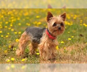 Small Photo #3 Yorkshire Terrier Dog Breed