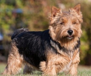 Image of Yorwich breed