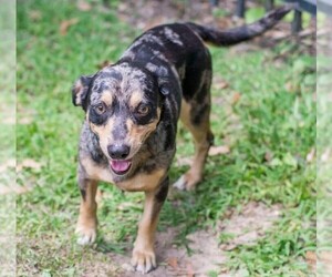 Image of Dachsahoula breed