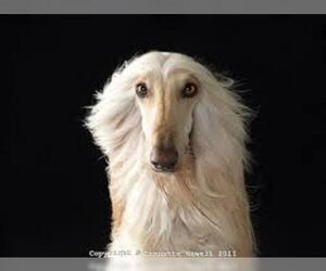 Small #18 Breed Afghan Hound image