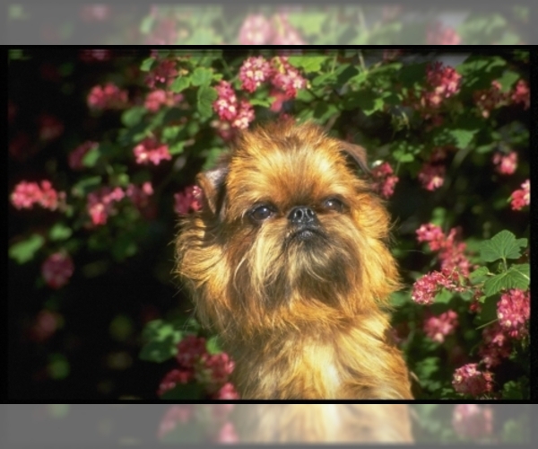Image of Brussels Griffon Breed
