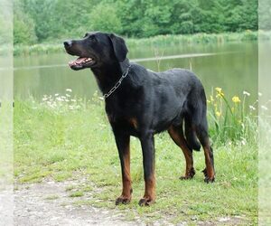 Small #2 Breed Beauceron image