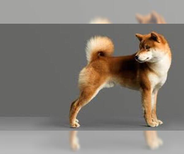 Medium Photo #6 Shiba Inu Dog Breed