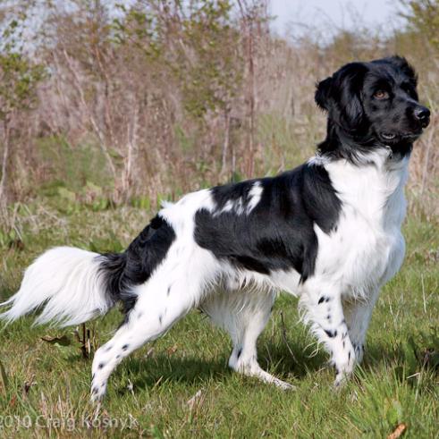 Medium Photo #2 STABYHOUN Dog Breed