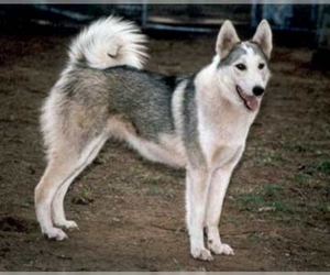 Image of West Siberian Laika breed
