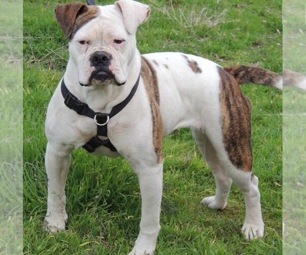 Medium Photo #1 Bluetick Bulldog Dog Breed