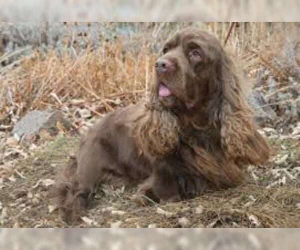 Medium Photo #4 Sussex Spaniel Dog Breed