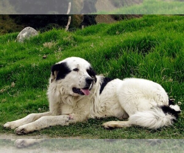 Medium Photo #1 Mucuchies Dog Breed