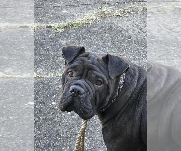 Medium Photo #1 Bull-Pei Dog Breed