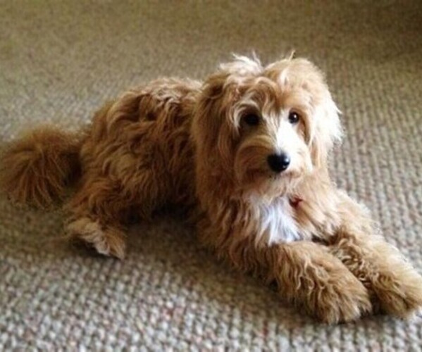 Medium Photo #1 Eskapoo Dog Breed