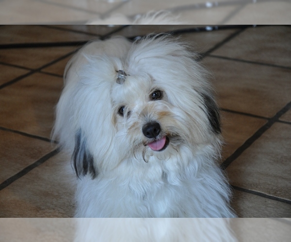 Coton de Tulear Dog Breed Image