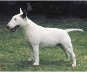 Small #4 Breed Miniature Bull Terrier image