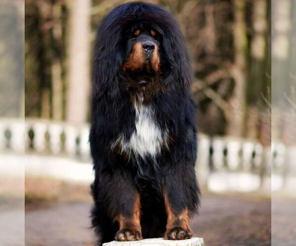 Medium Photo #1 Mastiffpoo Dog Breed