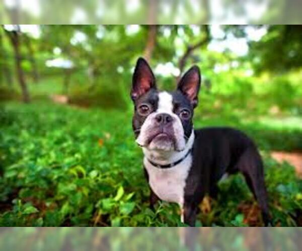 Medium Photo #6 Boston Terrier Dog Breed