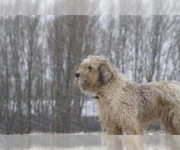 Medium Photo #8 Bergamasco Sheepdog Dog Breed
