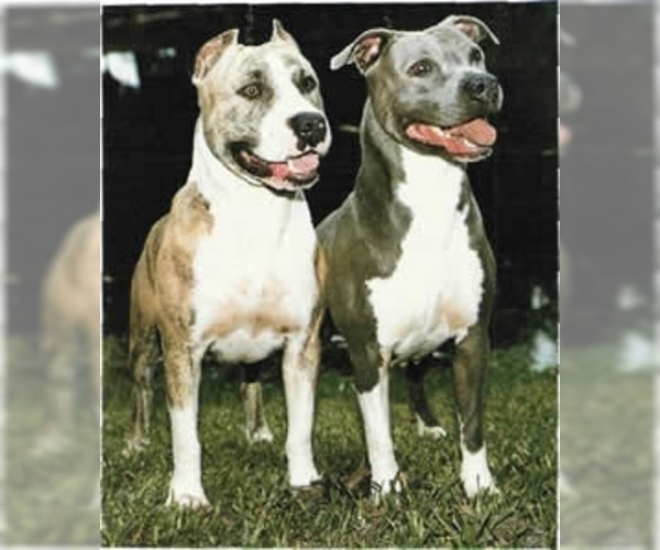 American Pit Bull Terrier Dog Breed Image