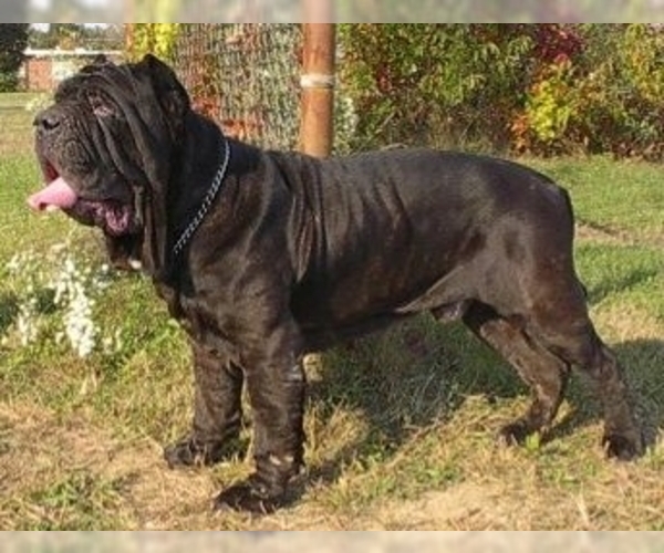 Image of Neapolitan Mastiff Breed