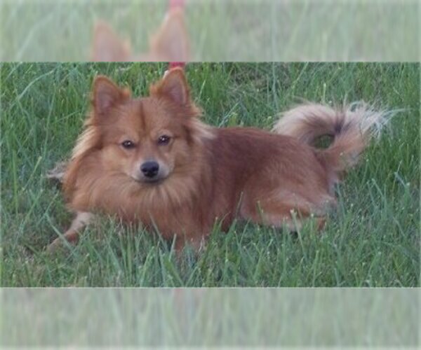 Pomimo Dog Breed Image