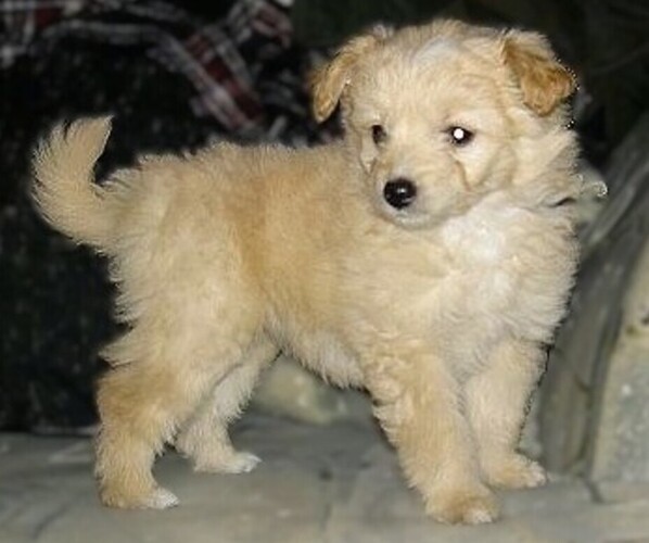 Medium Photo #1 Eskapoo (Toy) Dog Breed