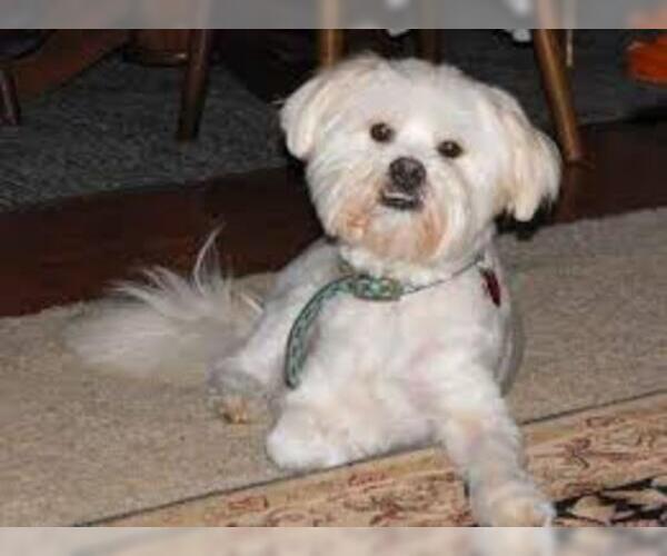 Medium Photo #3 Kimola Dog Breed