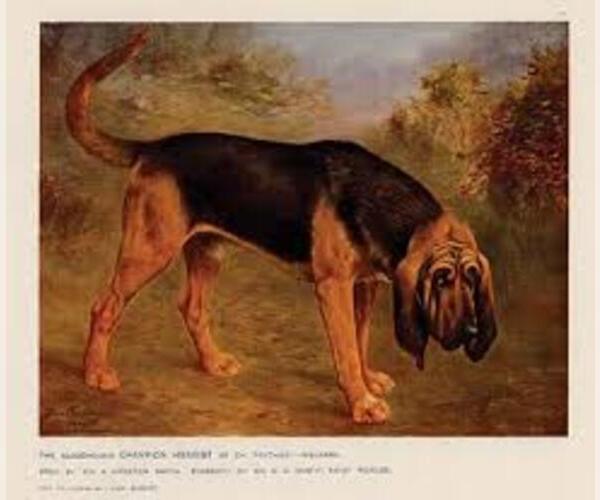 Medium Photo #4 Bloodhound Dog Breed